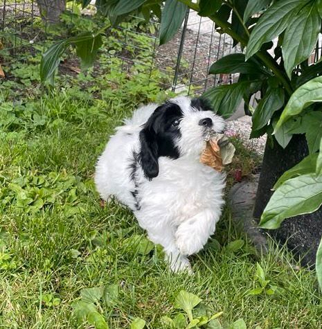 Bichon havanais