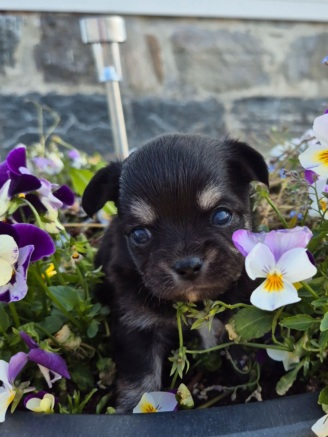 Chihuahua langhåret