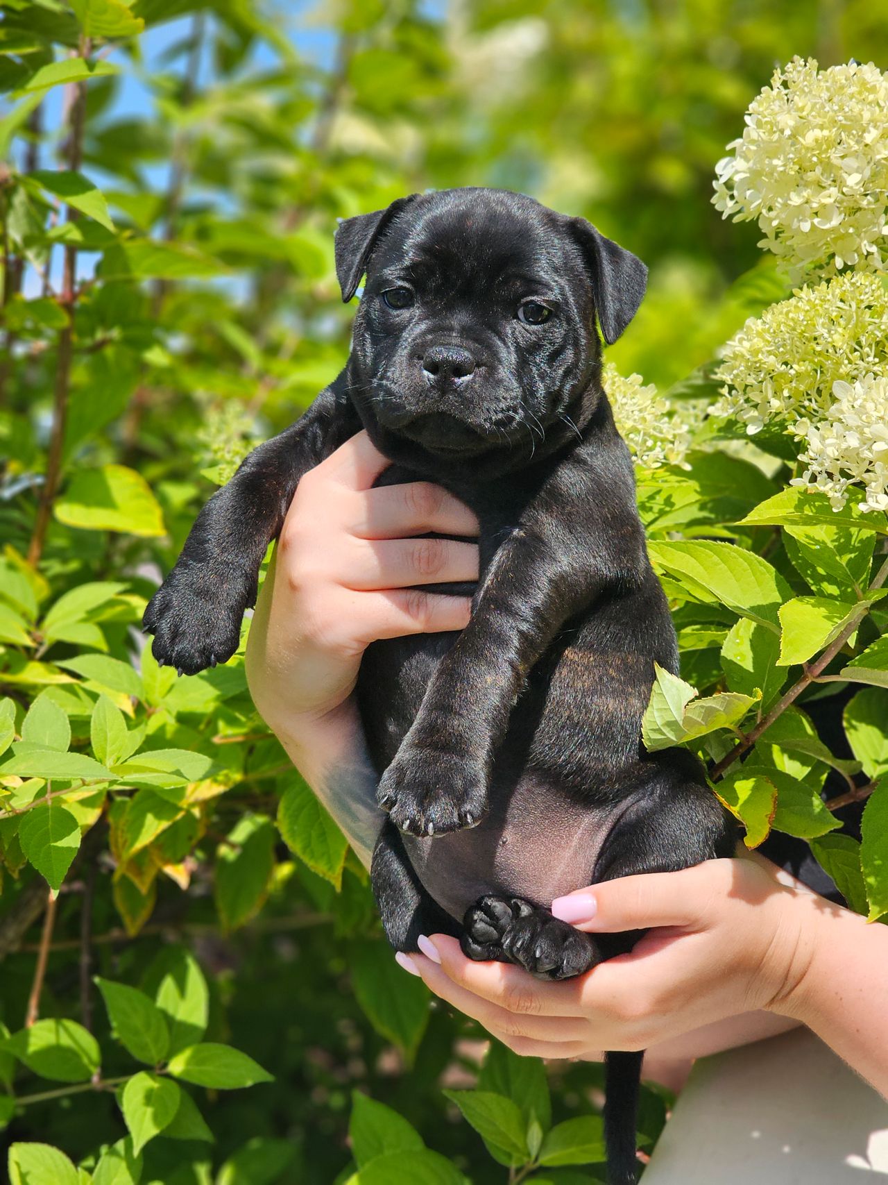 Staffordshire bull terrier