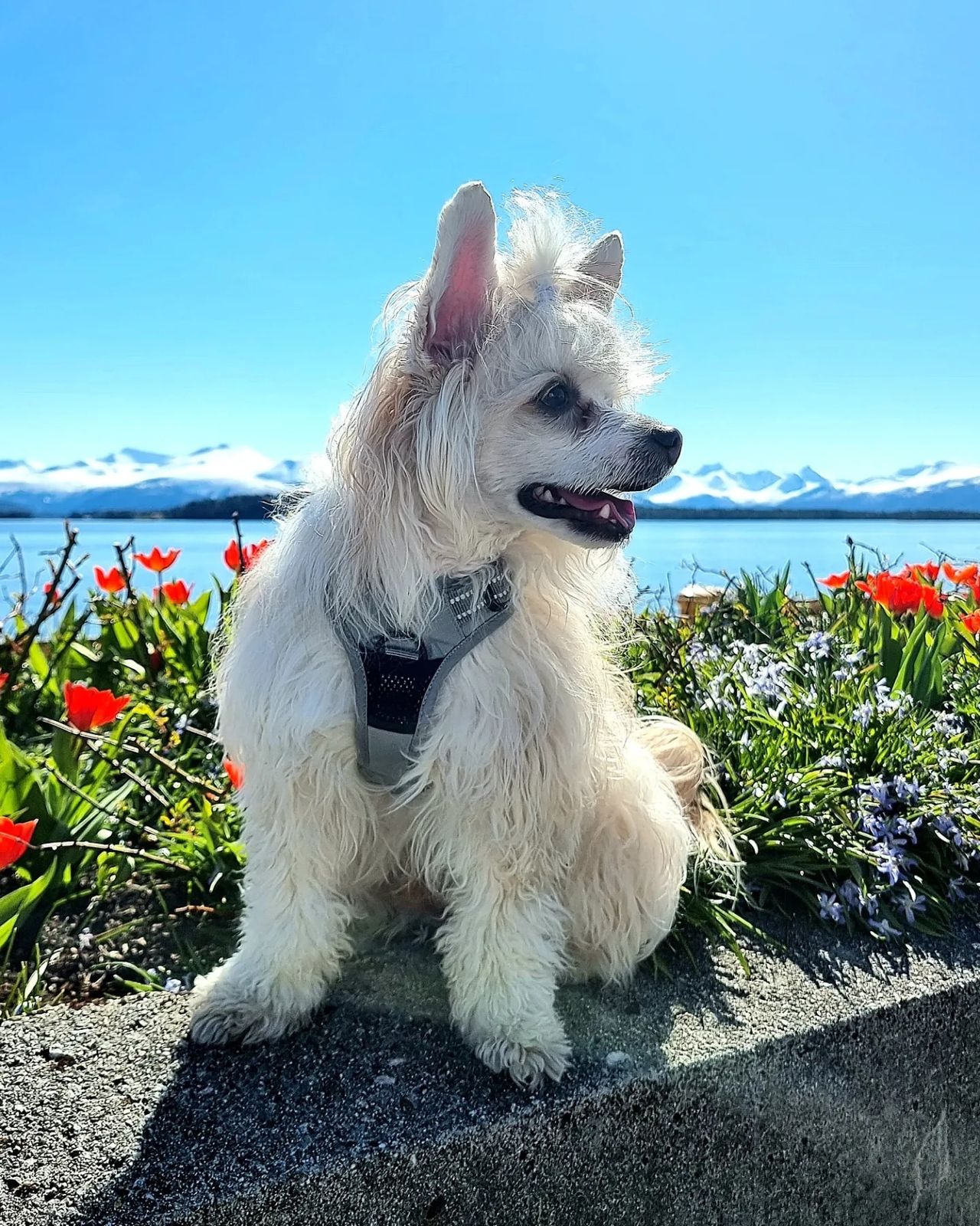 Chinese crested powderpuff