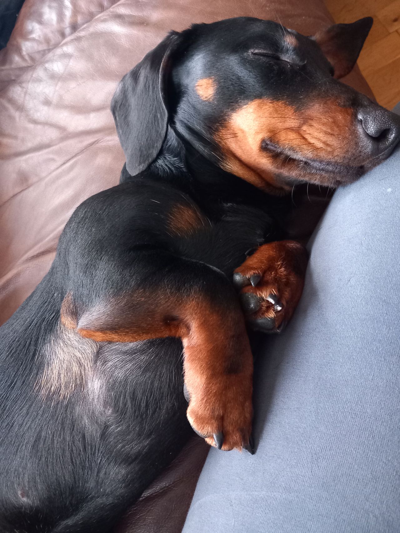 Dvergdachshund korthåret