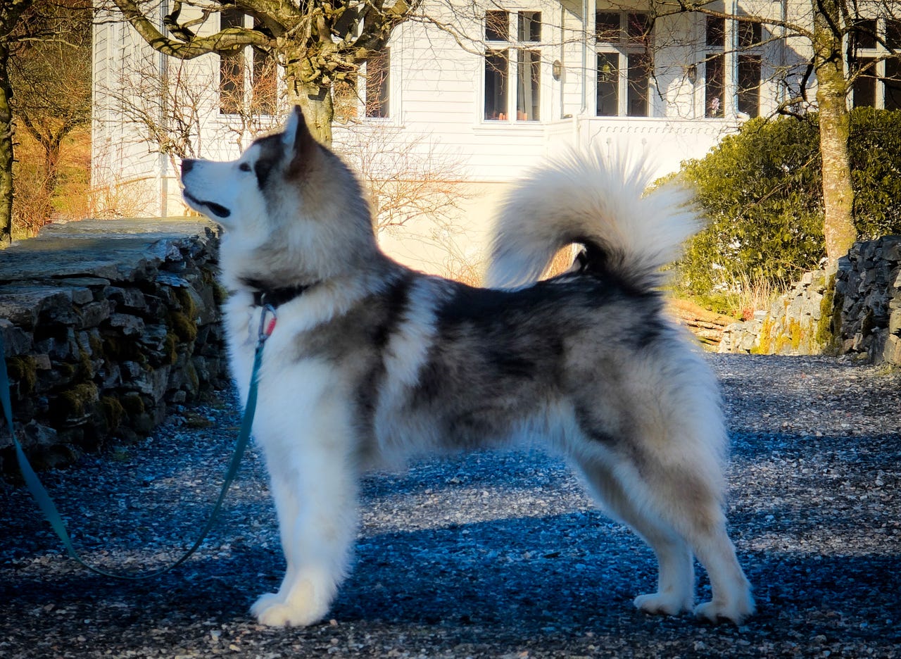 Alaskan malamute