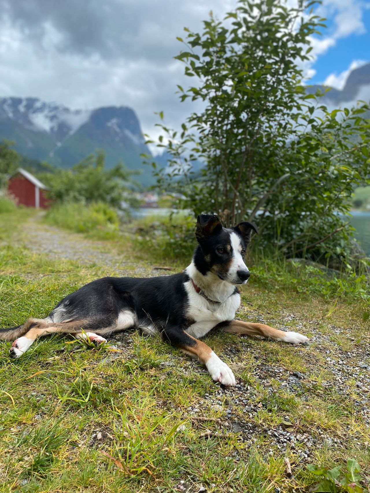 Border collie