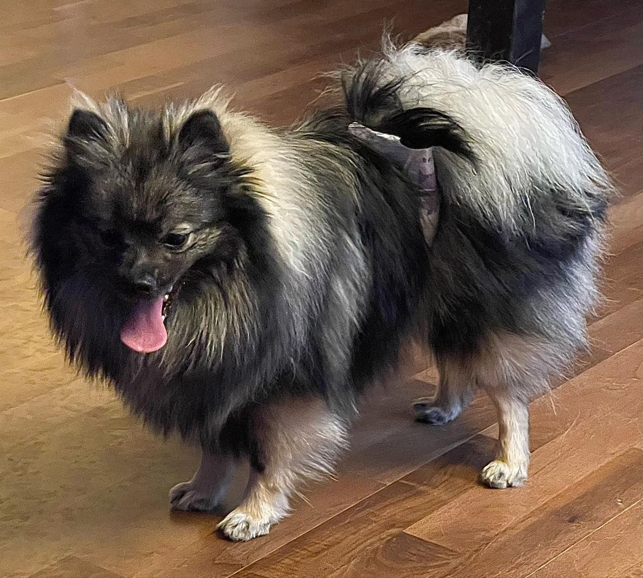 Kleinspitz