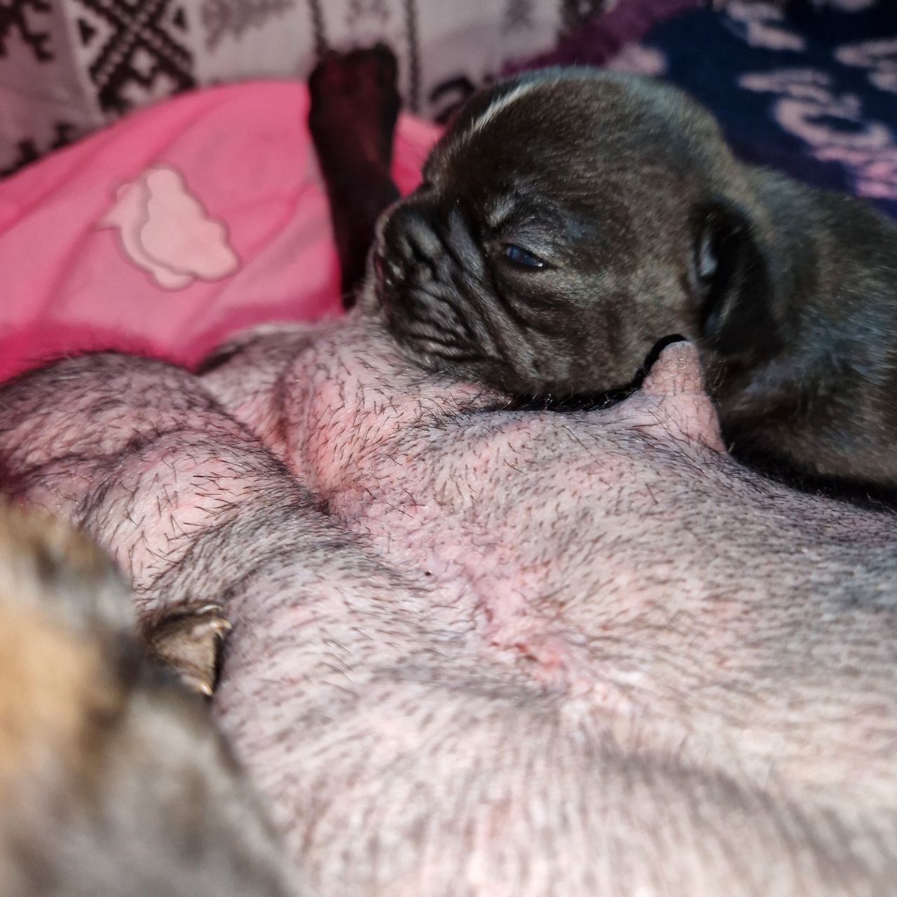 Fransk bulldog