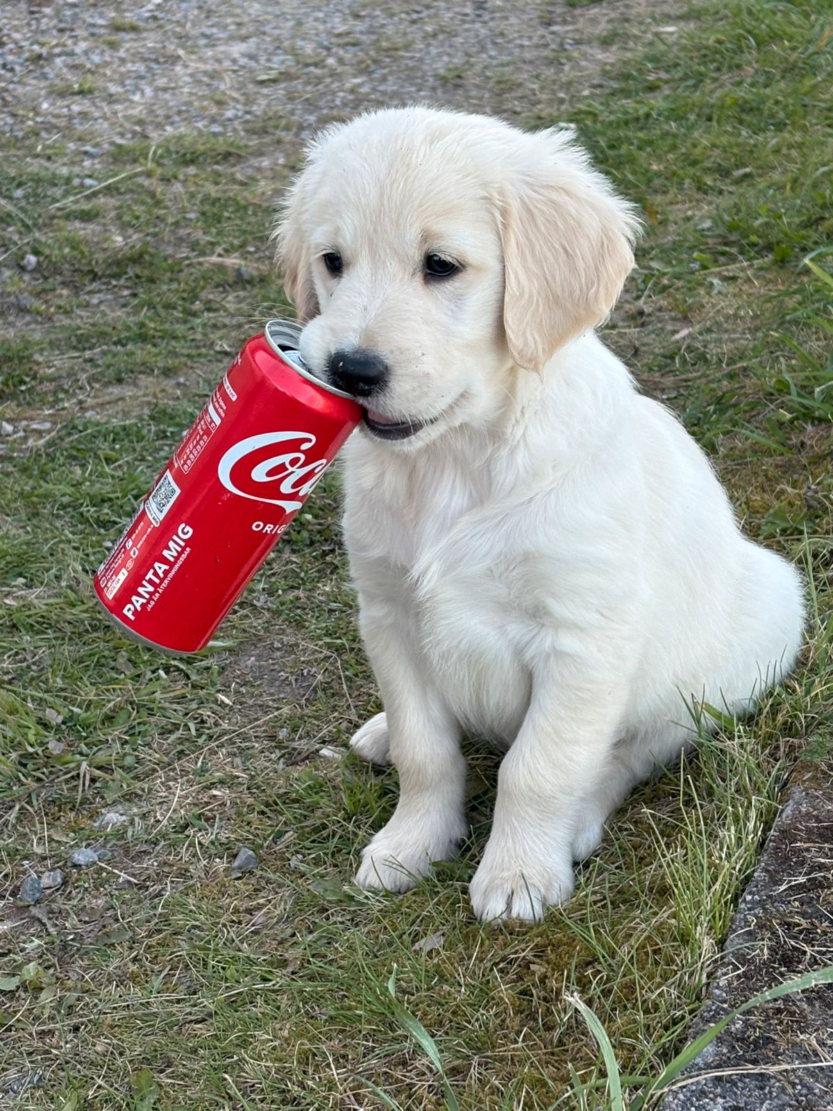 Golden retriever