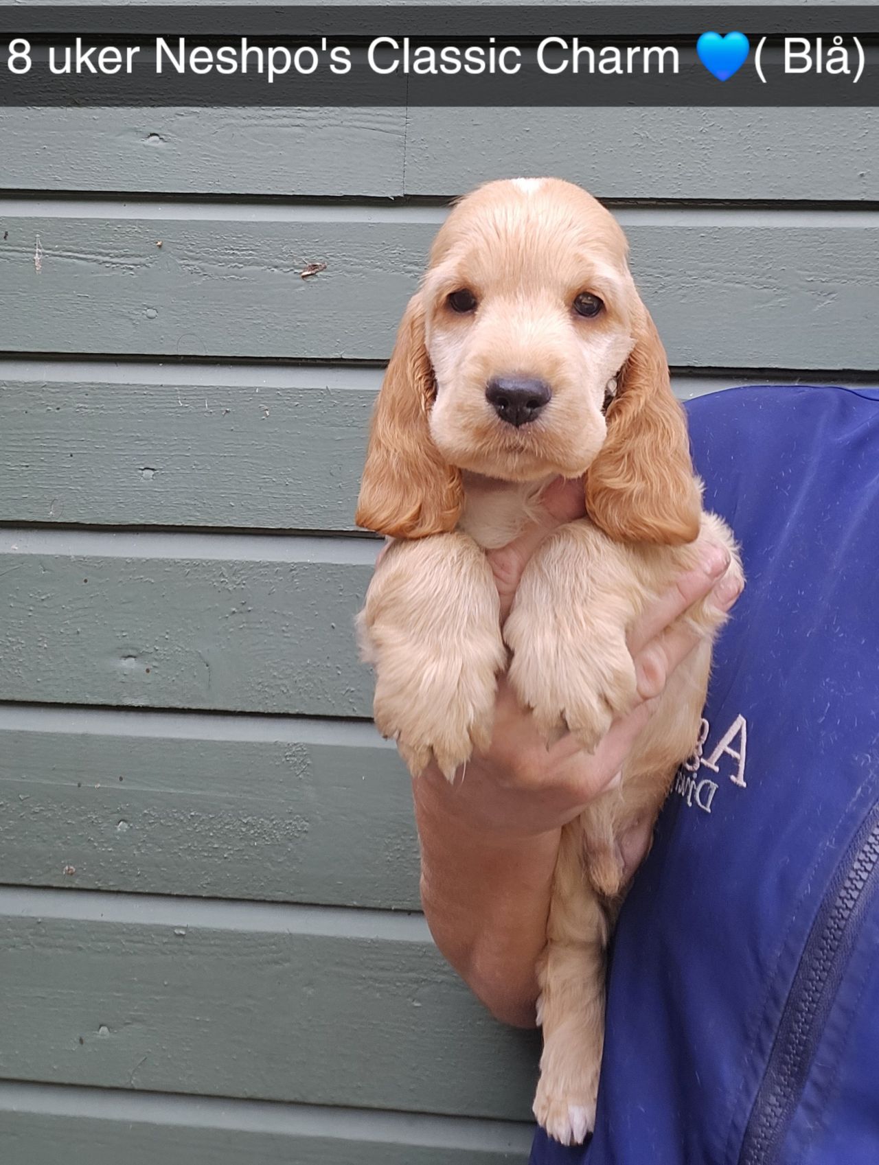Cocker spaniel