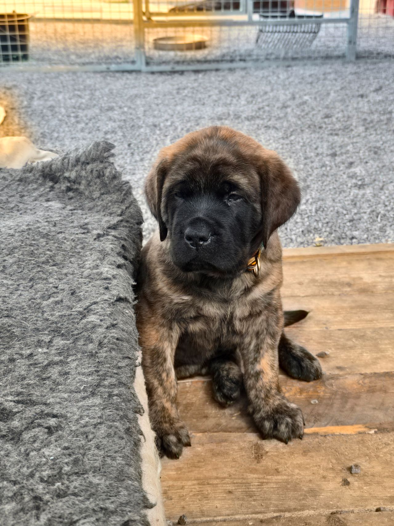 Engelsk mastiff