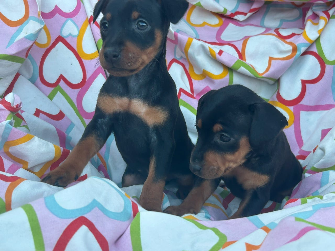 Dvergpinscher