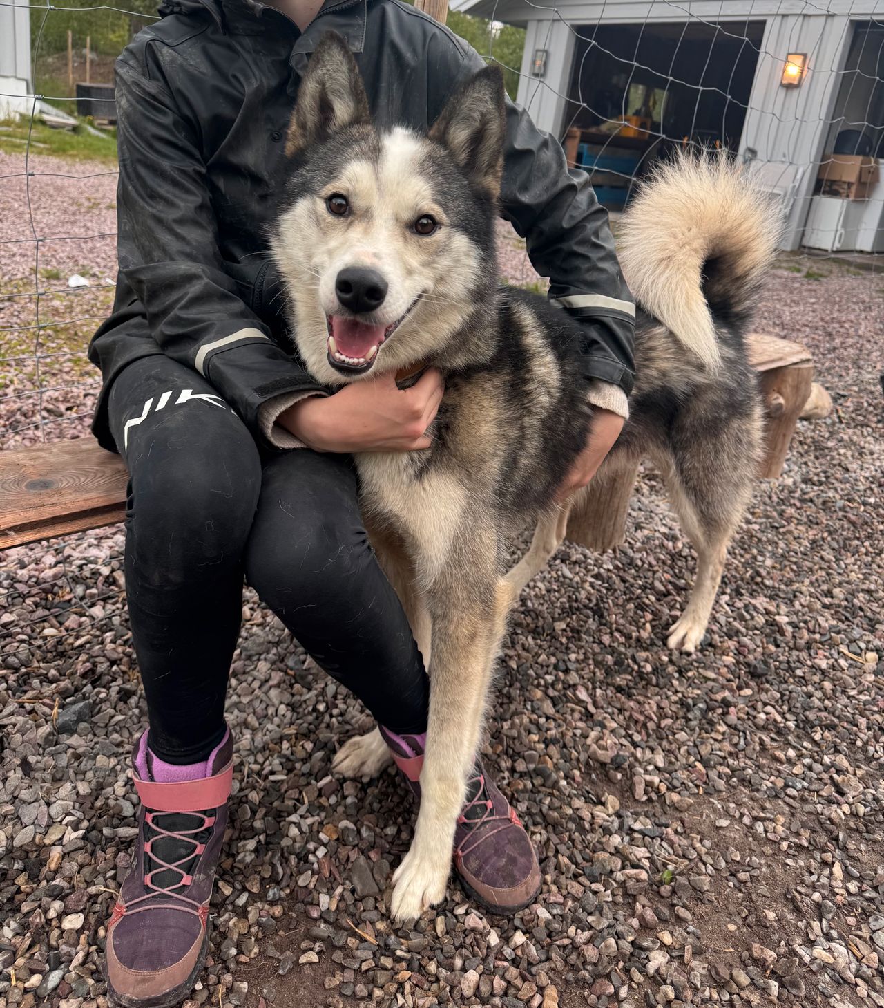 Siberian husky