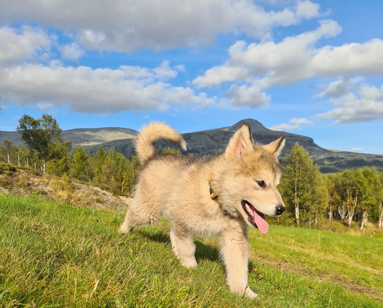 Alaskan malamute