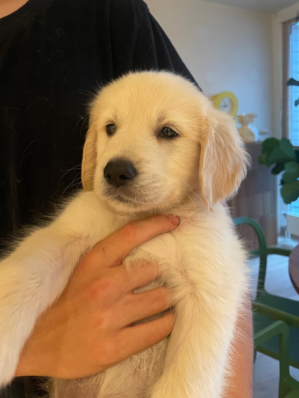 Golden retriever