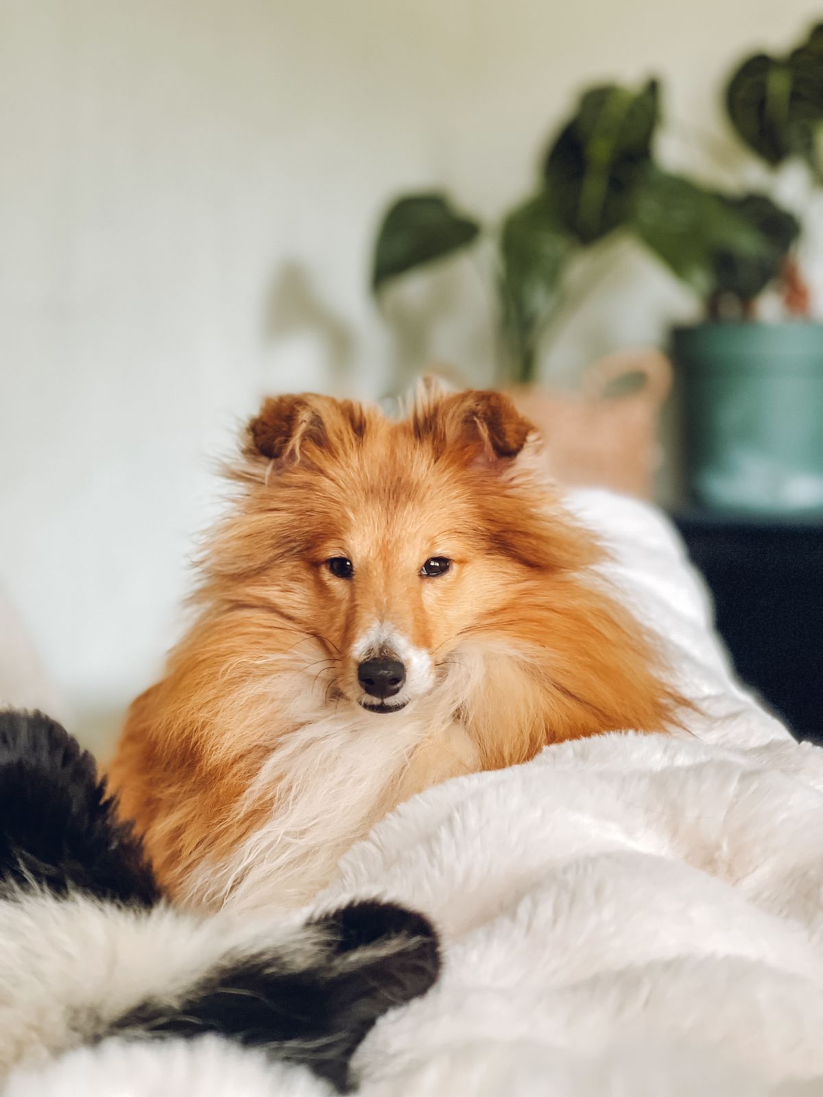 Shetland sheepdog