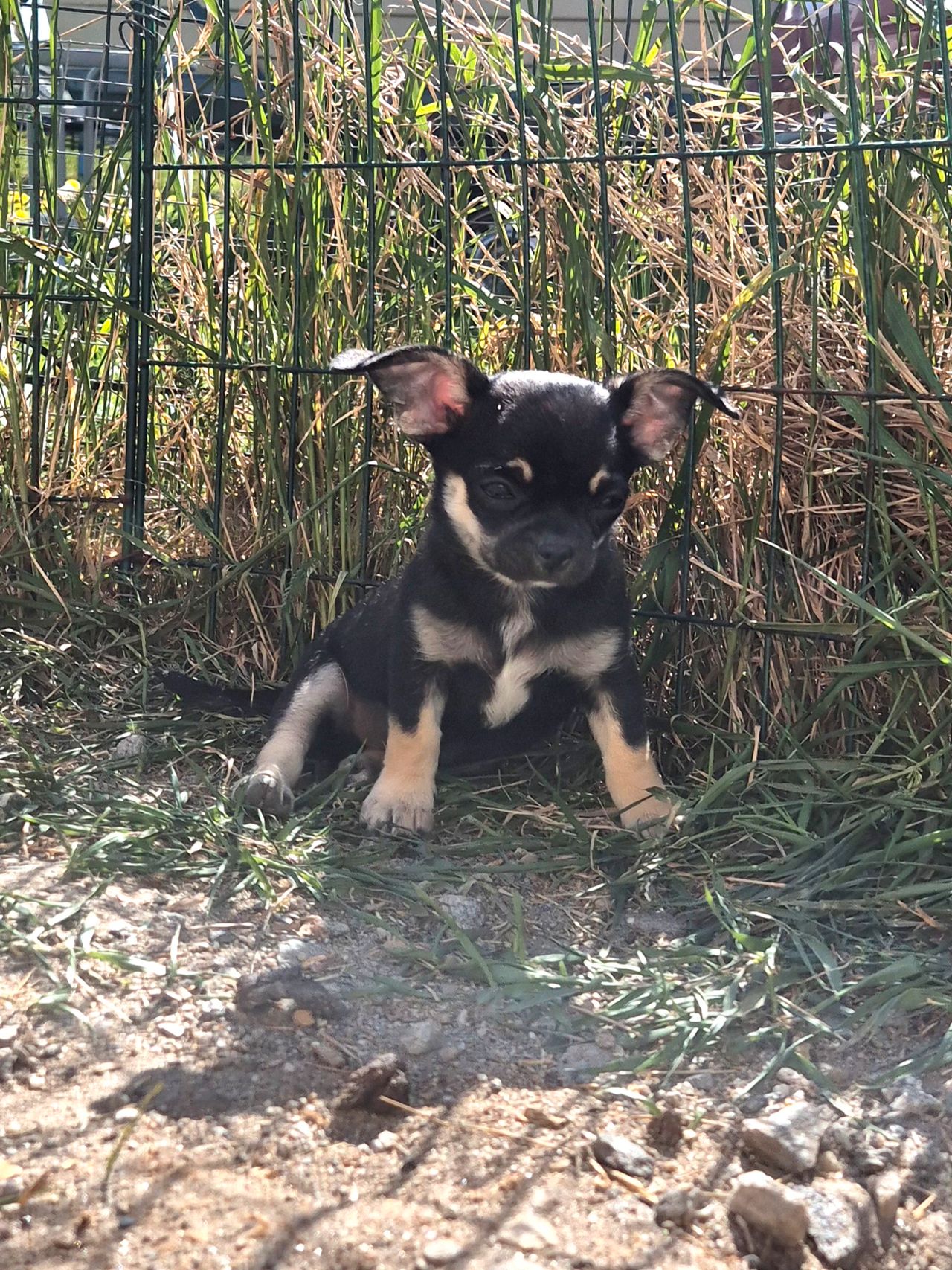 Chihuahua korthåret