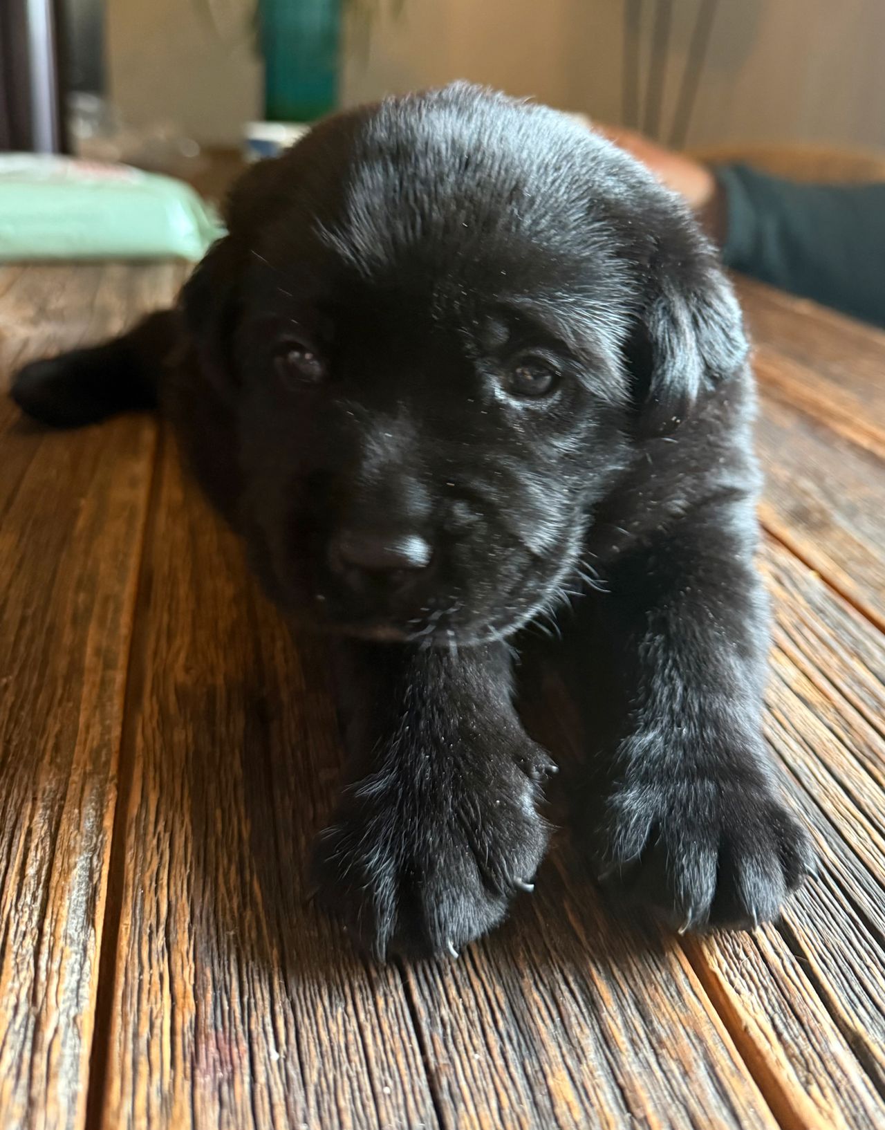Labrador retriever