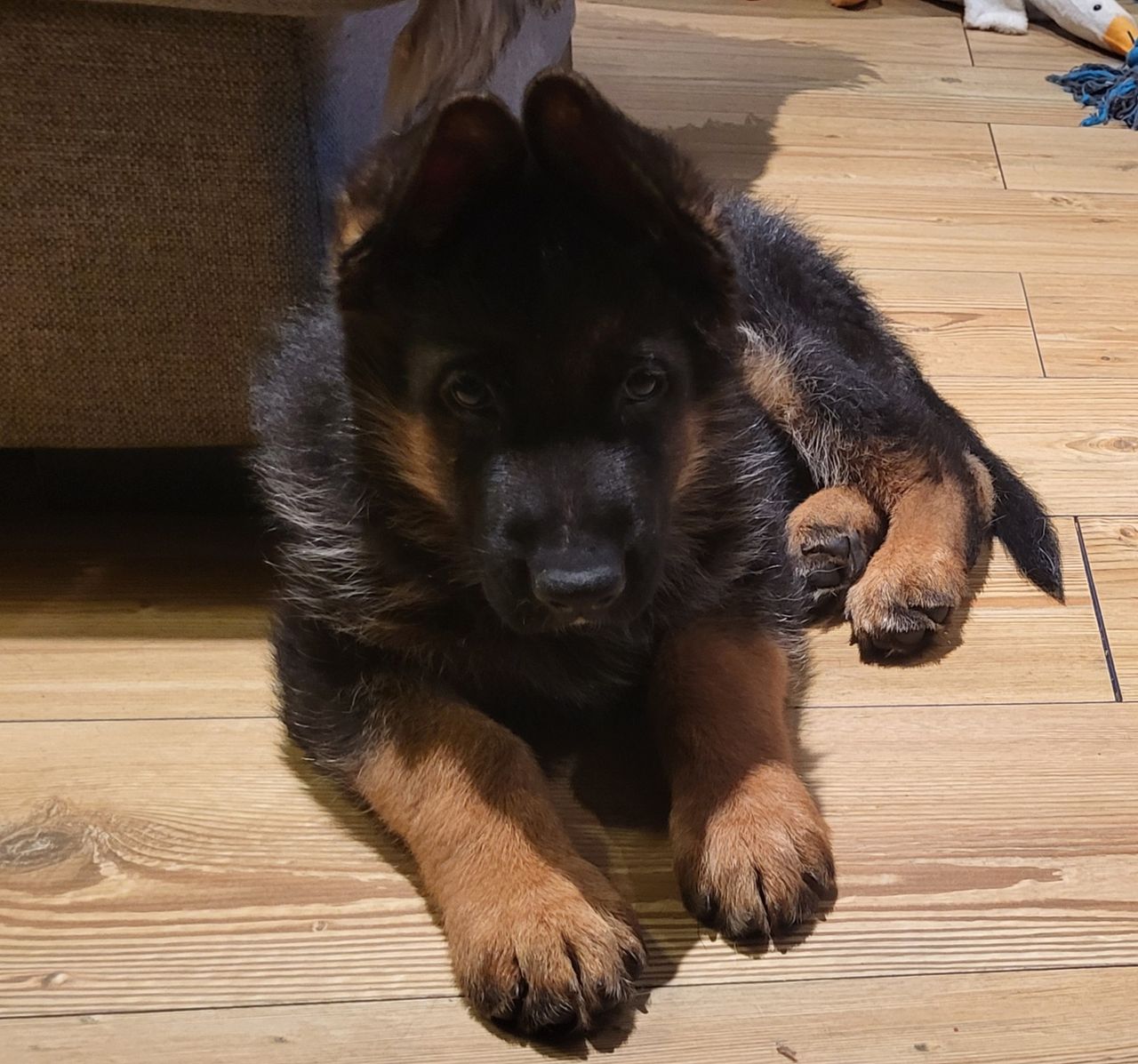 Schäferhund normalhår