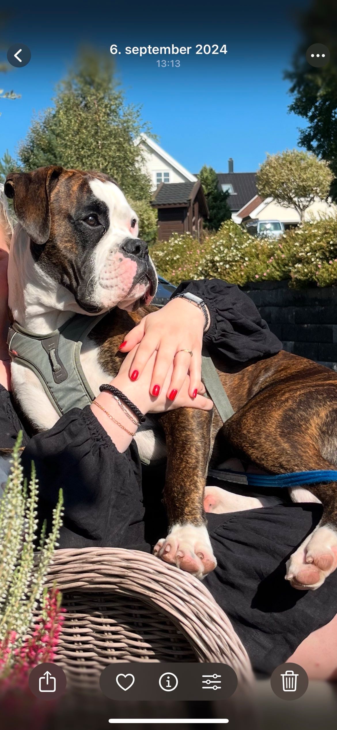 Boxer