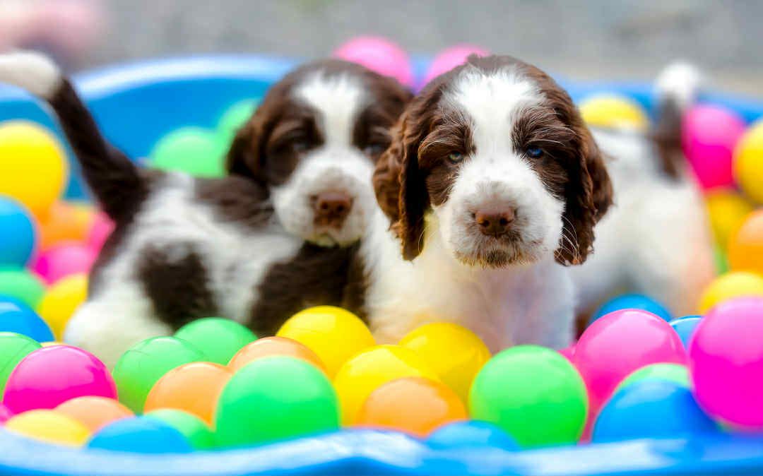 Engelsk springer spaniel
