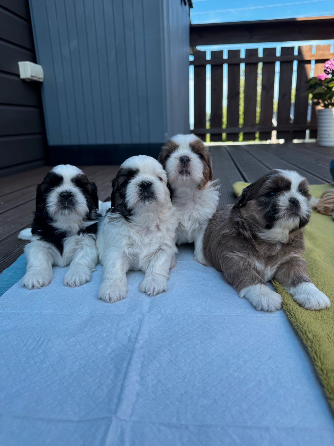 Shih tzu