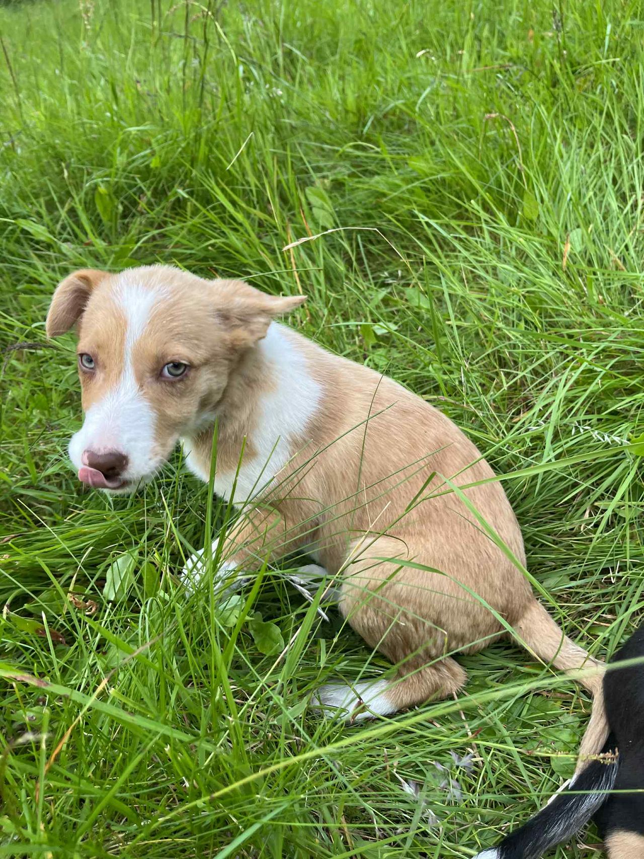 Border collie