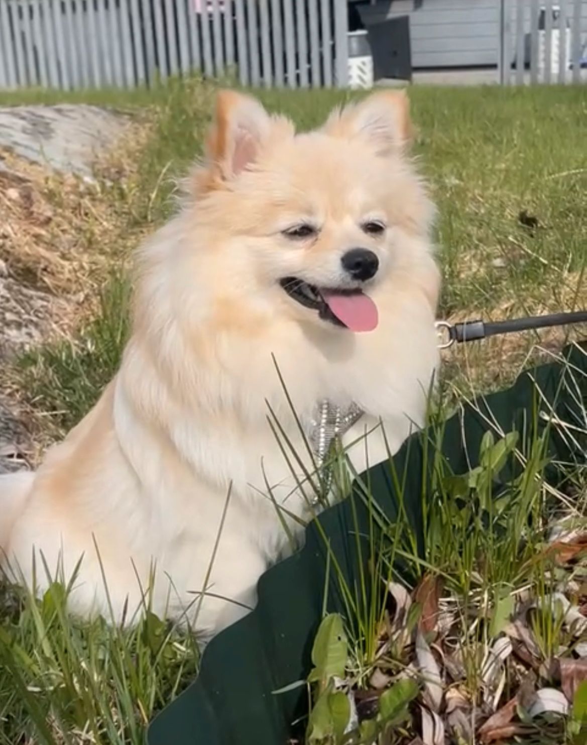 Kleinspitz