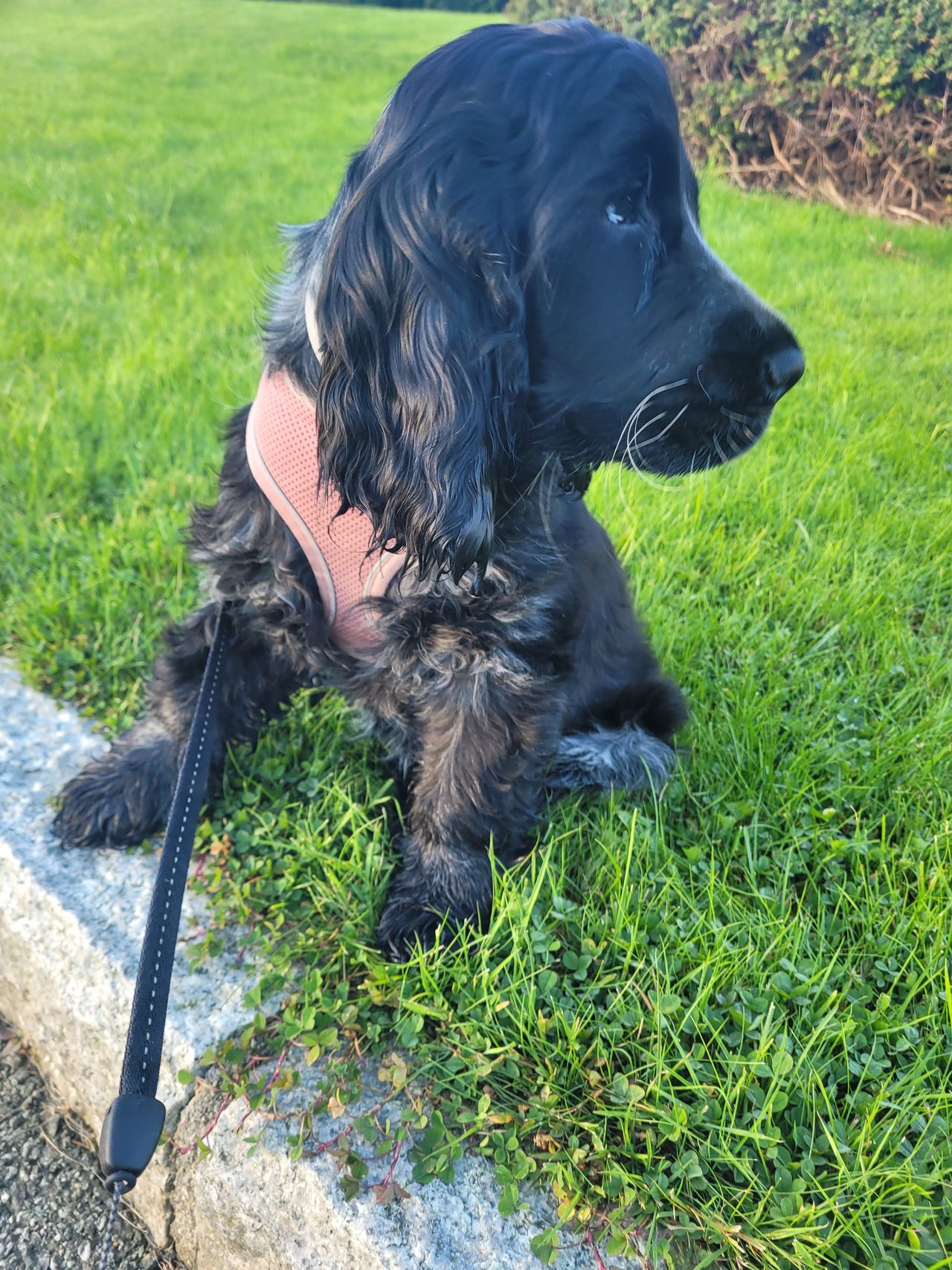 Cocker spaniel
