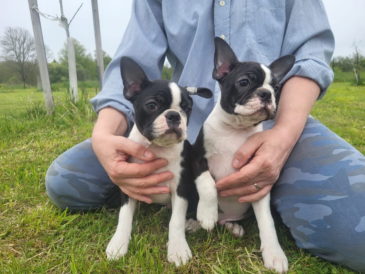 Boston terrier