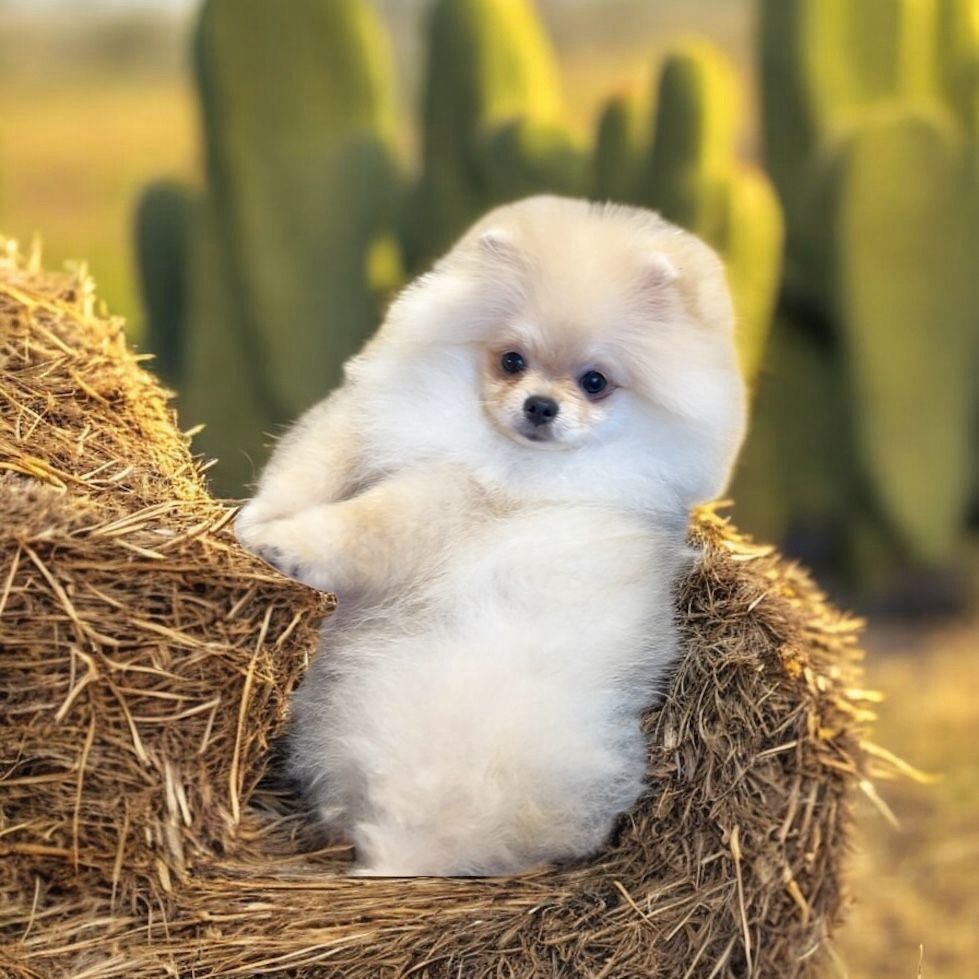 Pomeranian