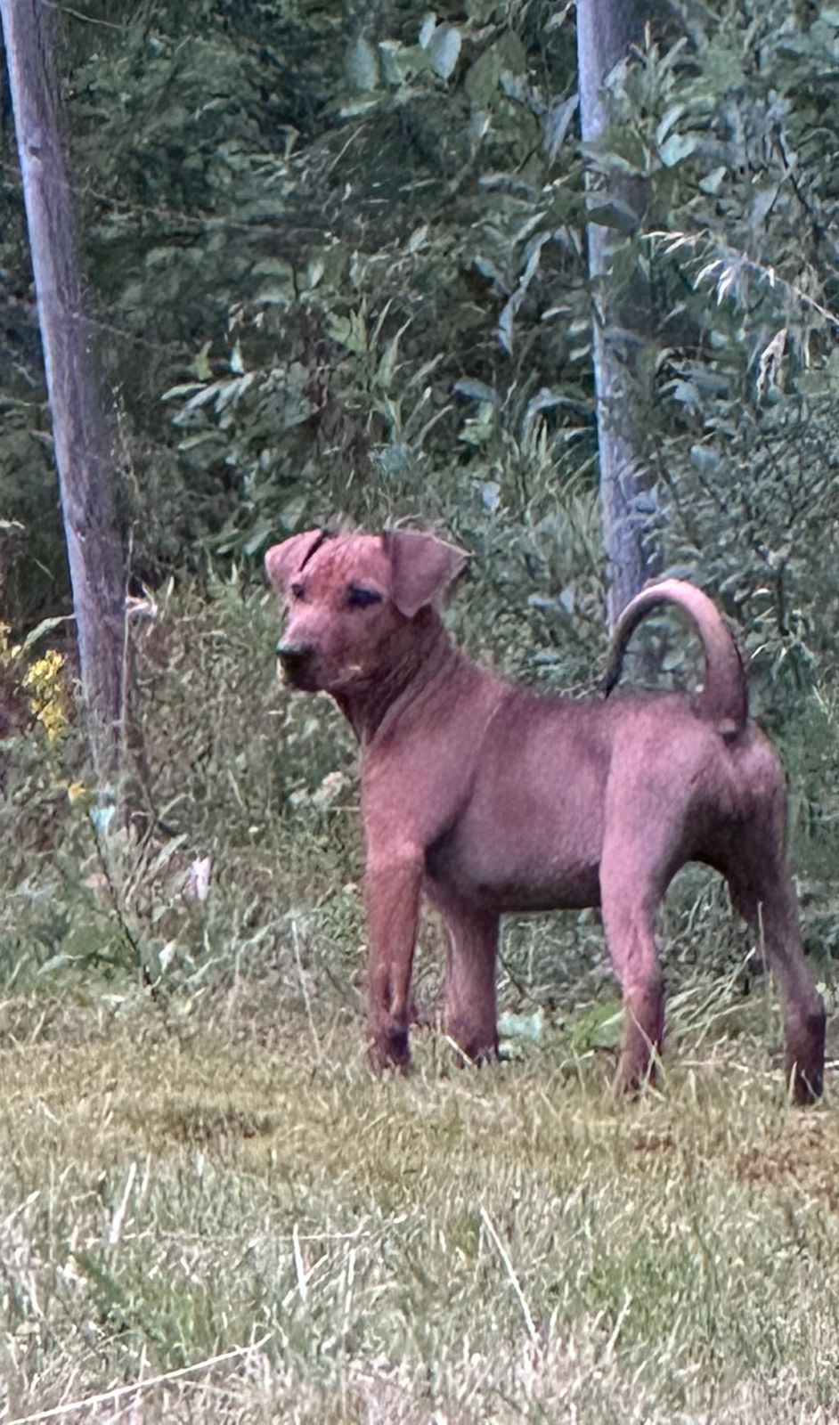 Pinscher