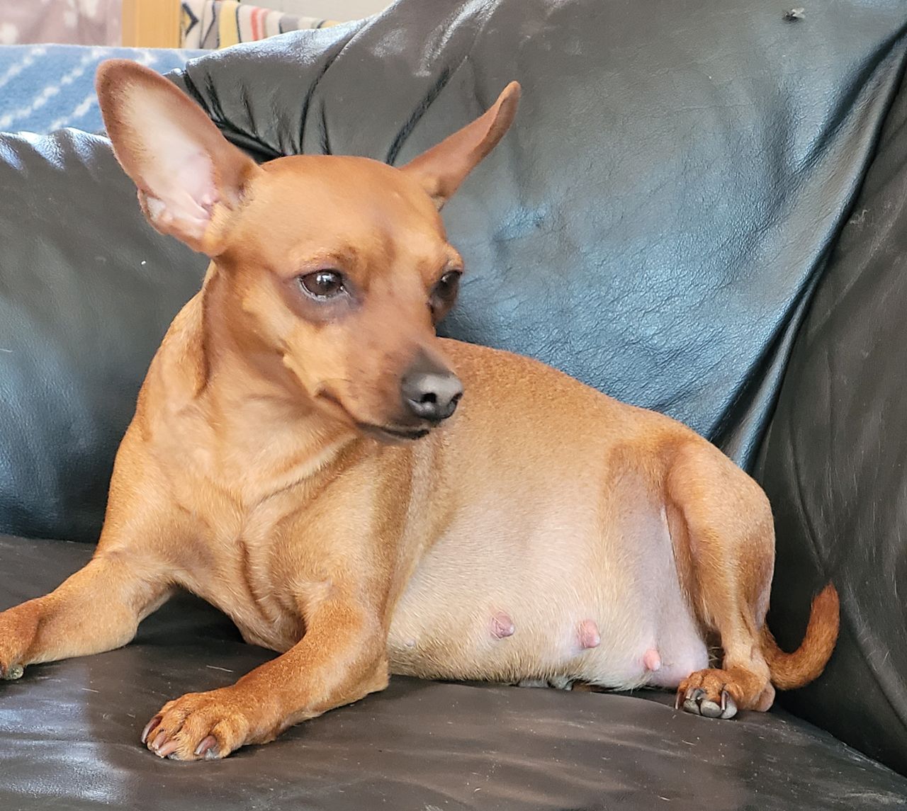 Dvergpinscher