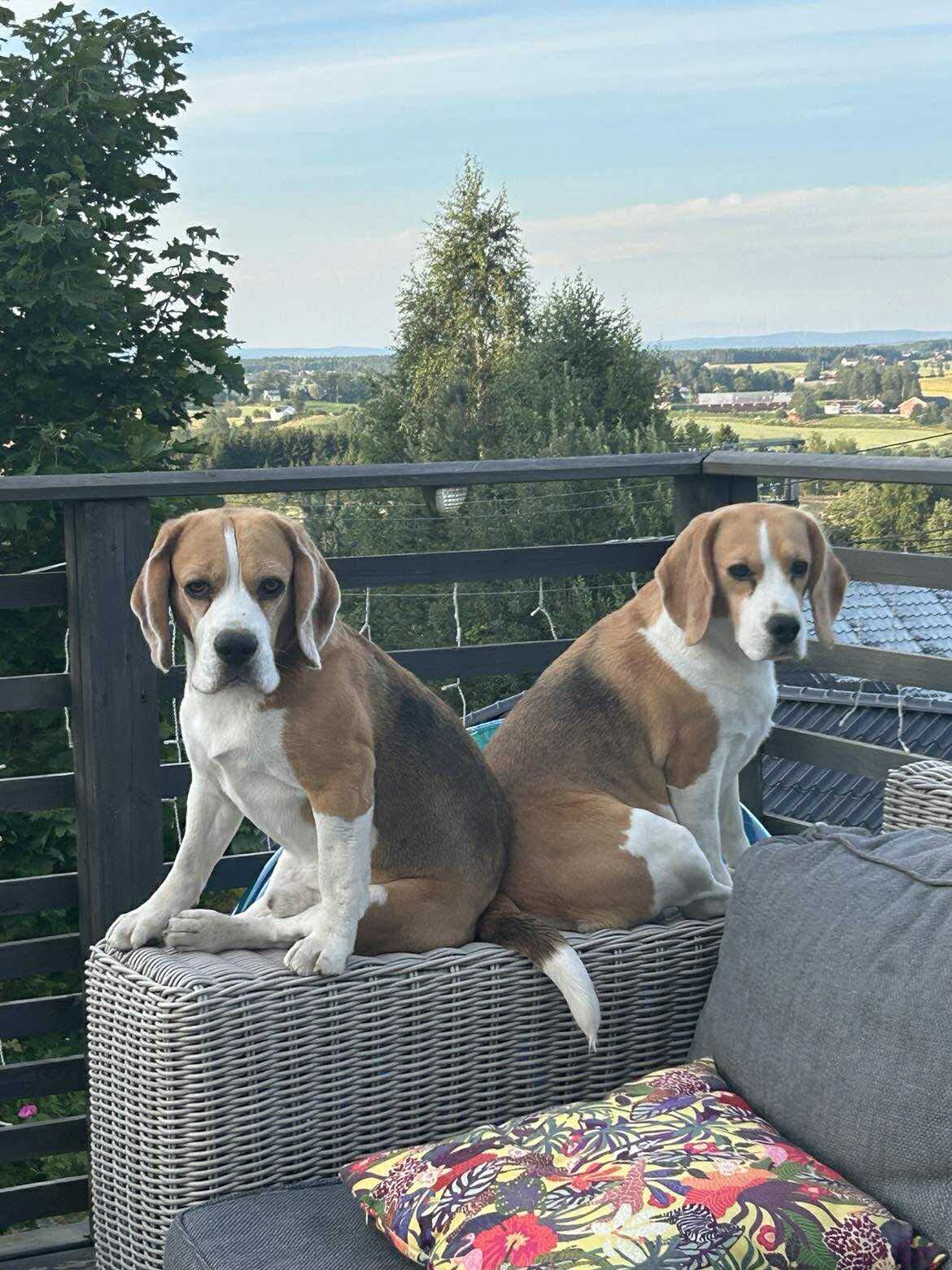 Beagle