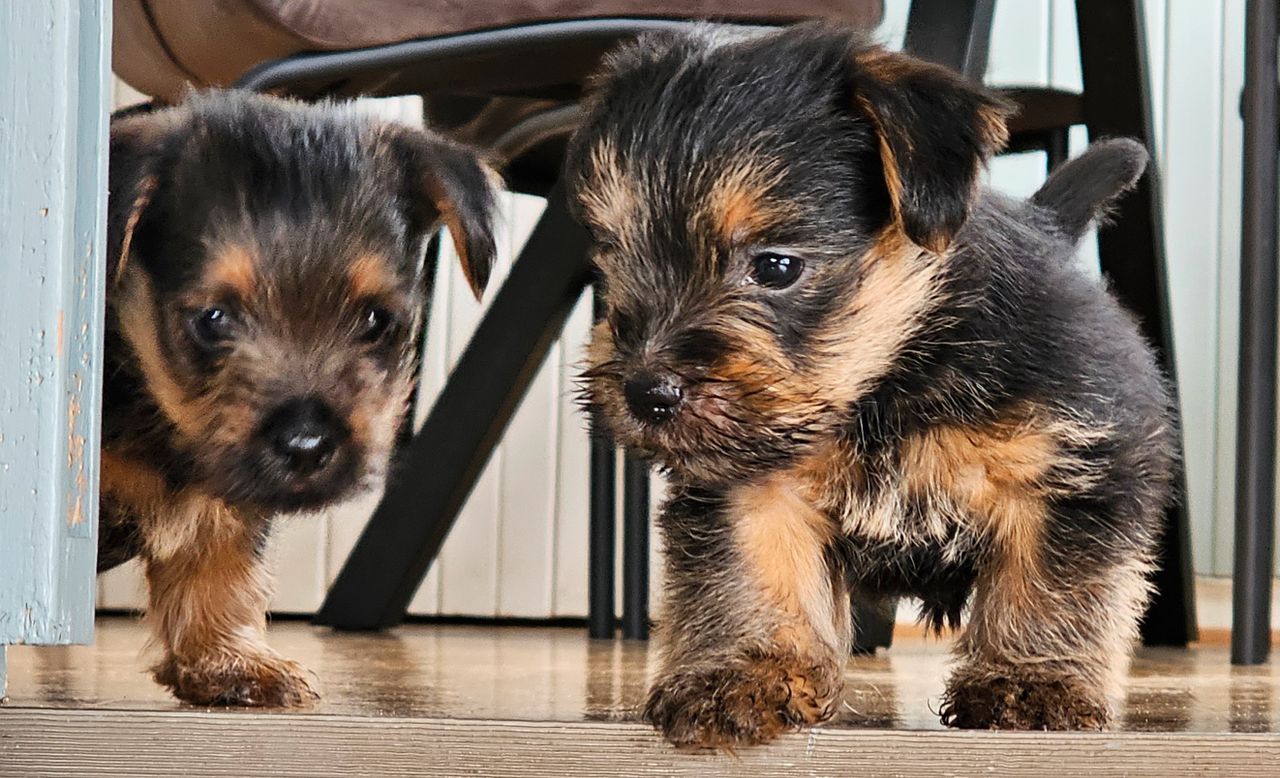 Norfolk terrier