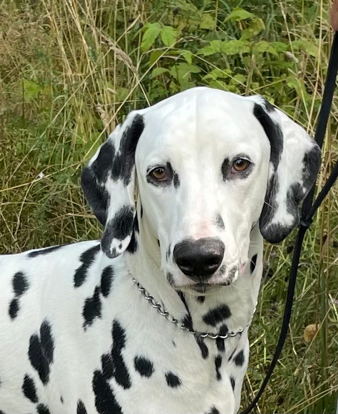 Dalmatiner