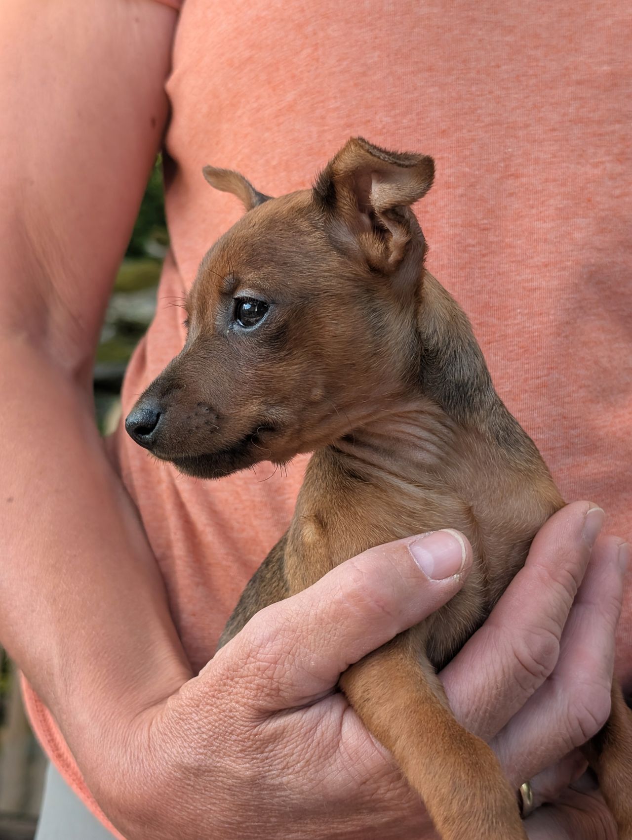 Dvergpinscher