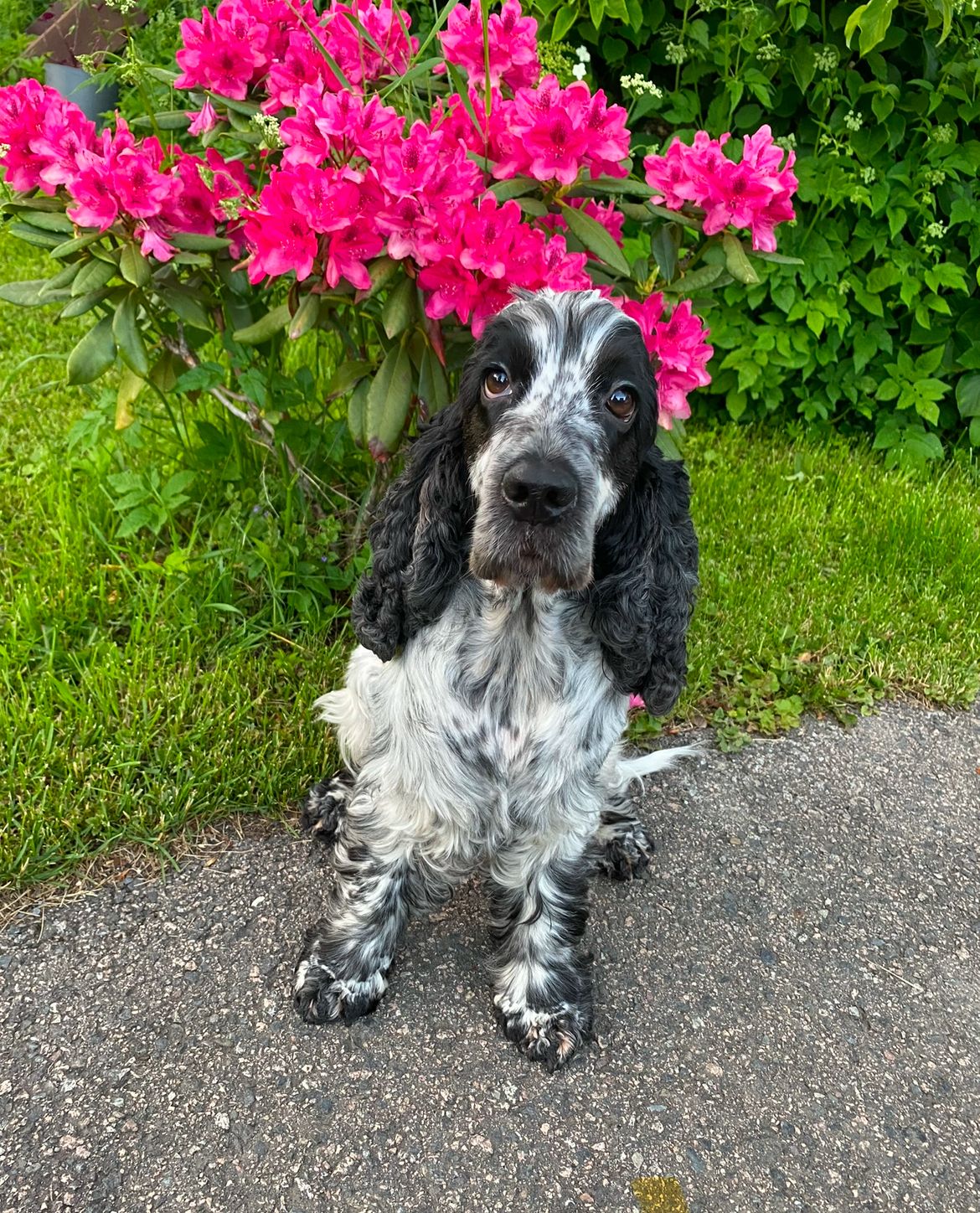 Cocker spaniel