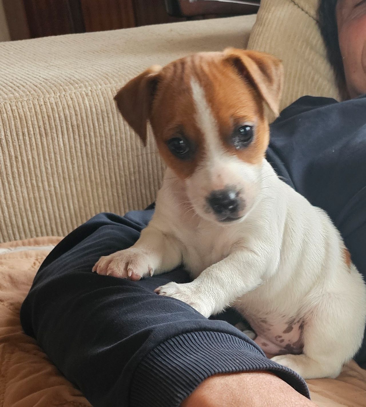 Jack russell terrier