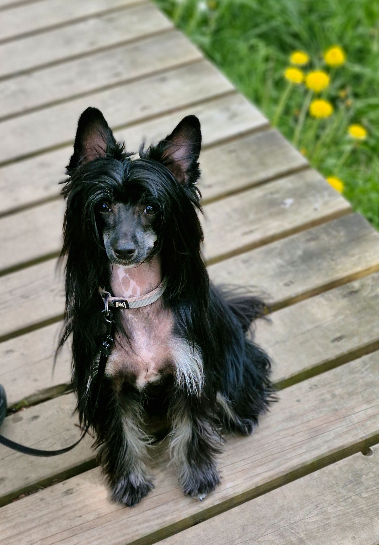 Chinese crested powderpuff