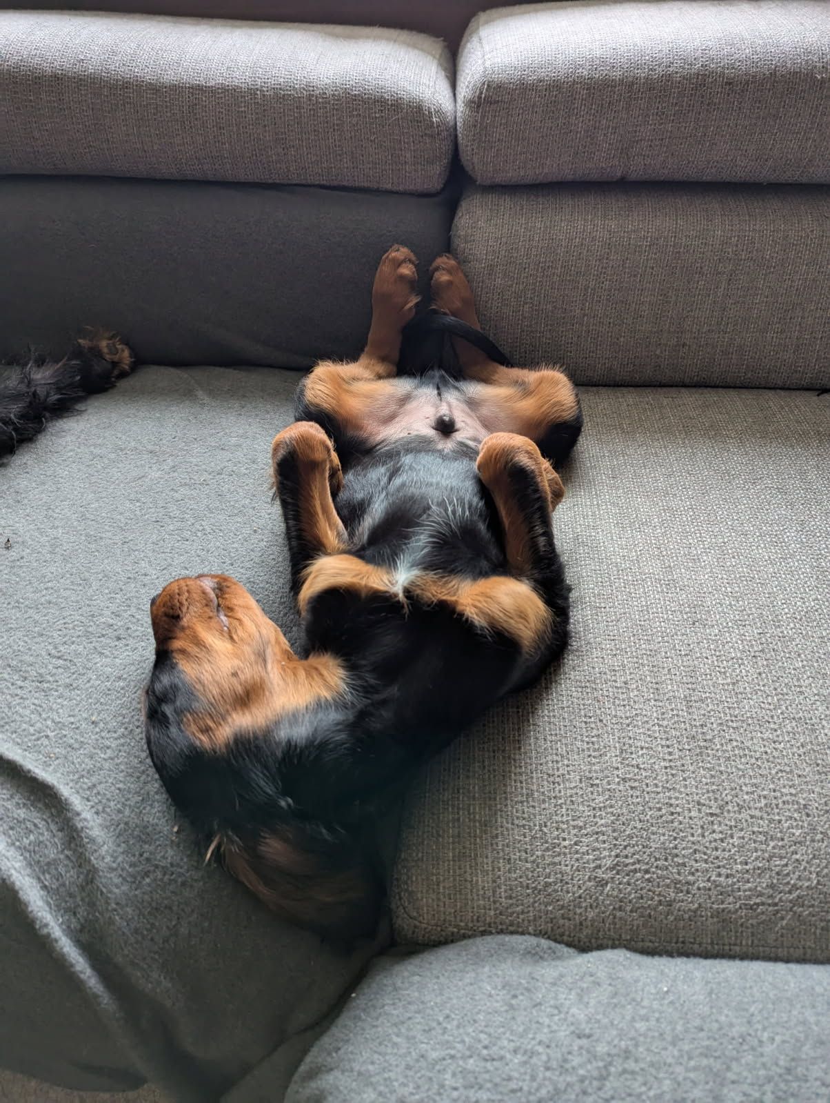 Gordon setter