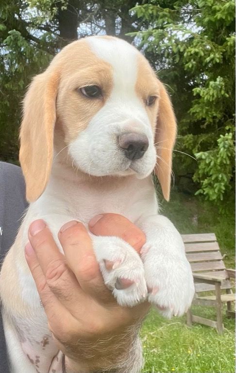Beagle