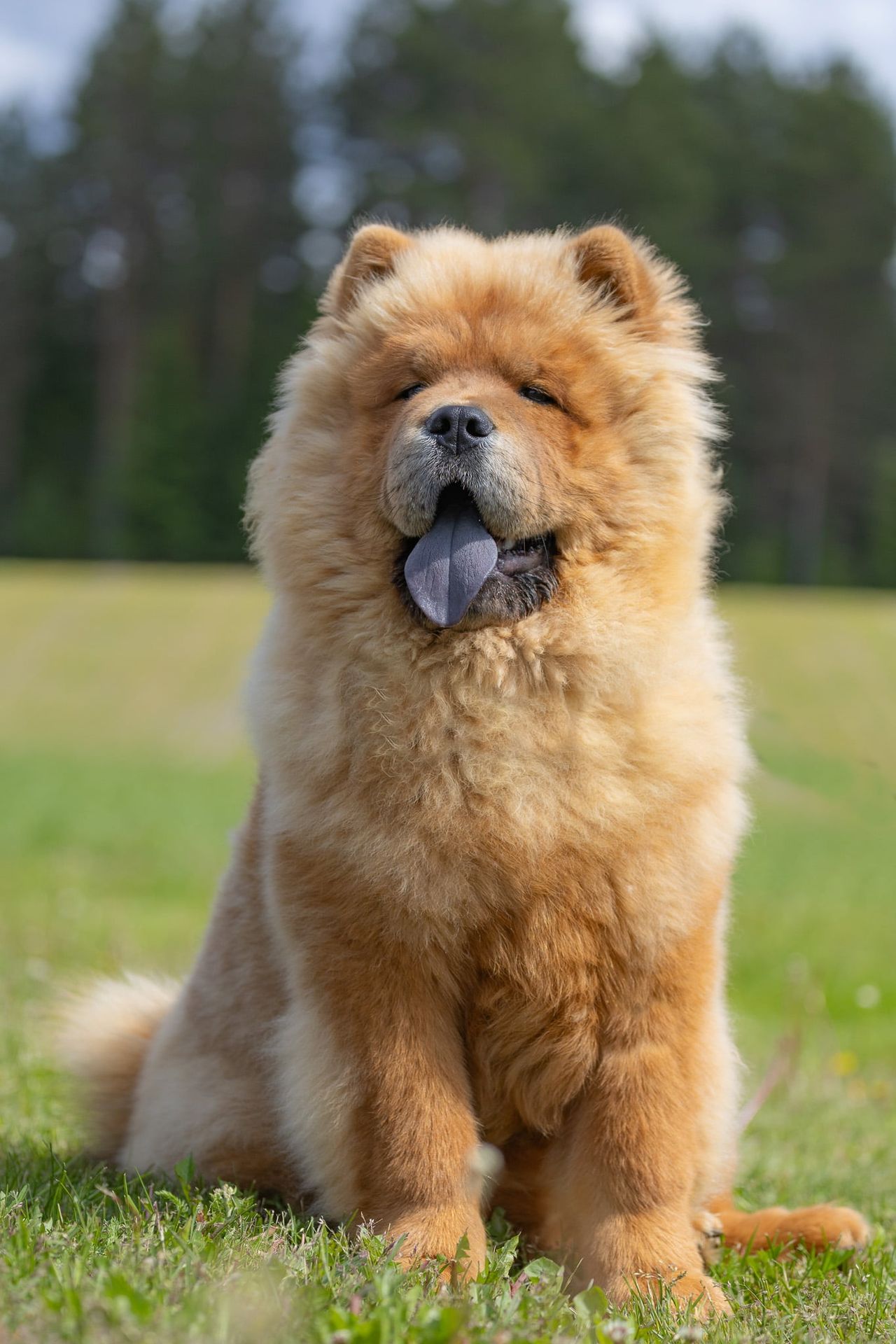 Chow chow