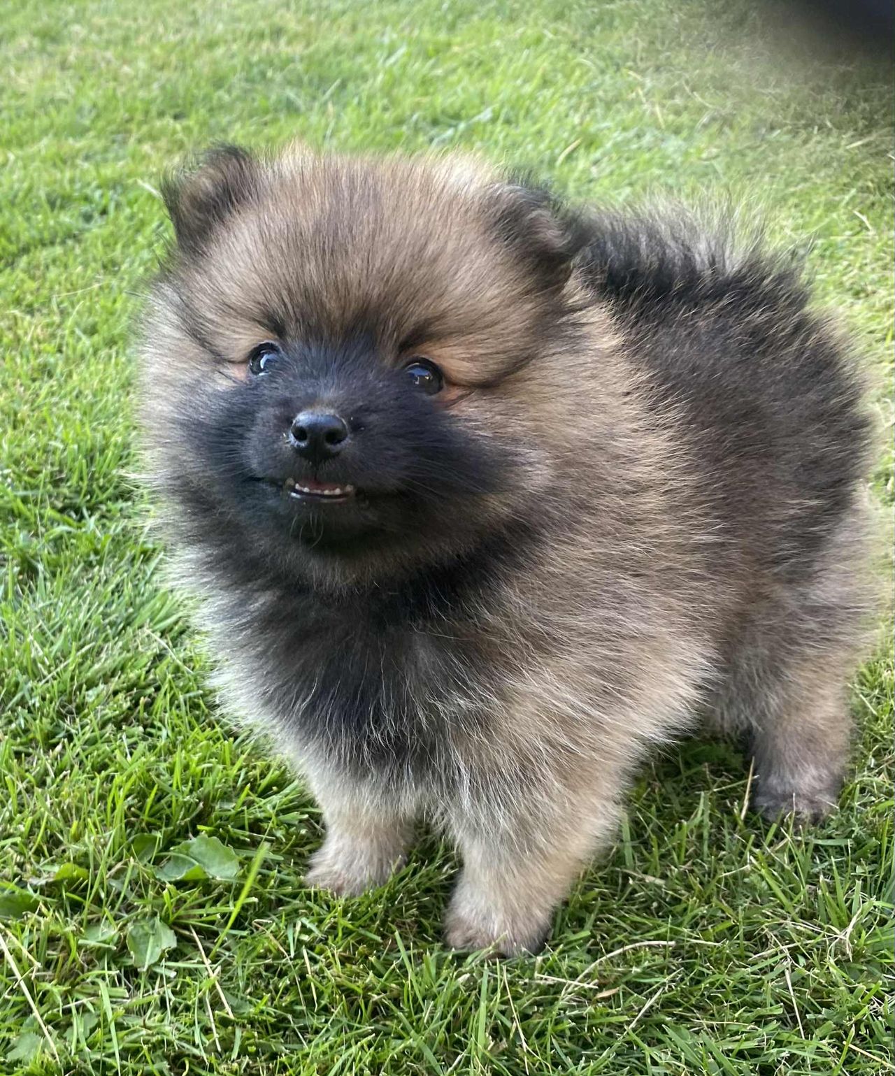 Kleinspitz