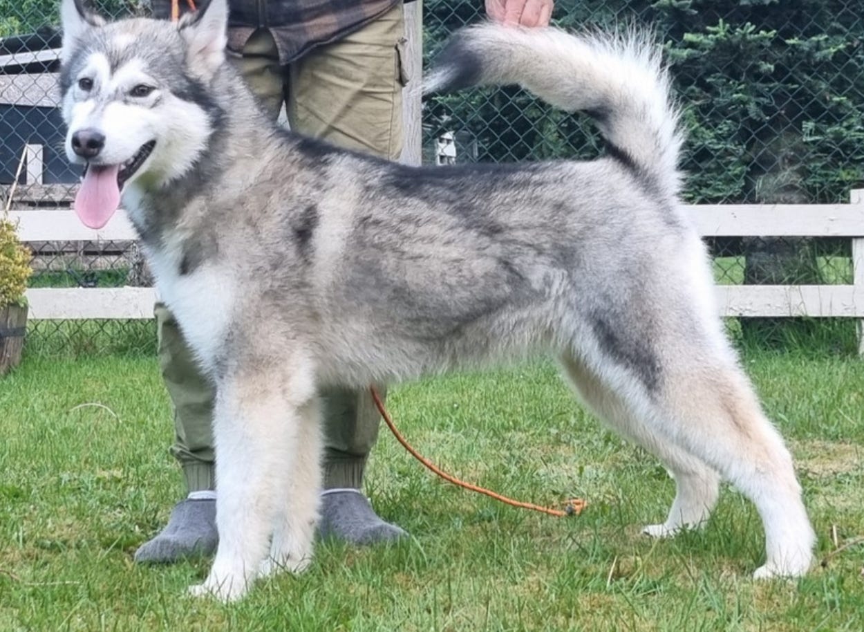 Alaskan malamute