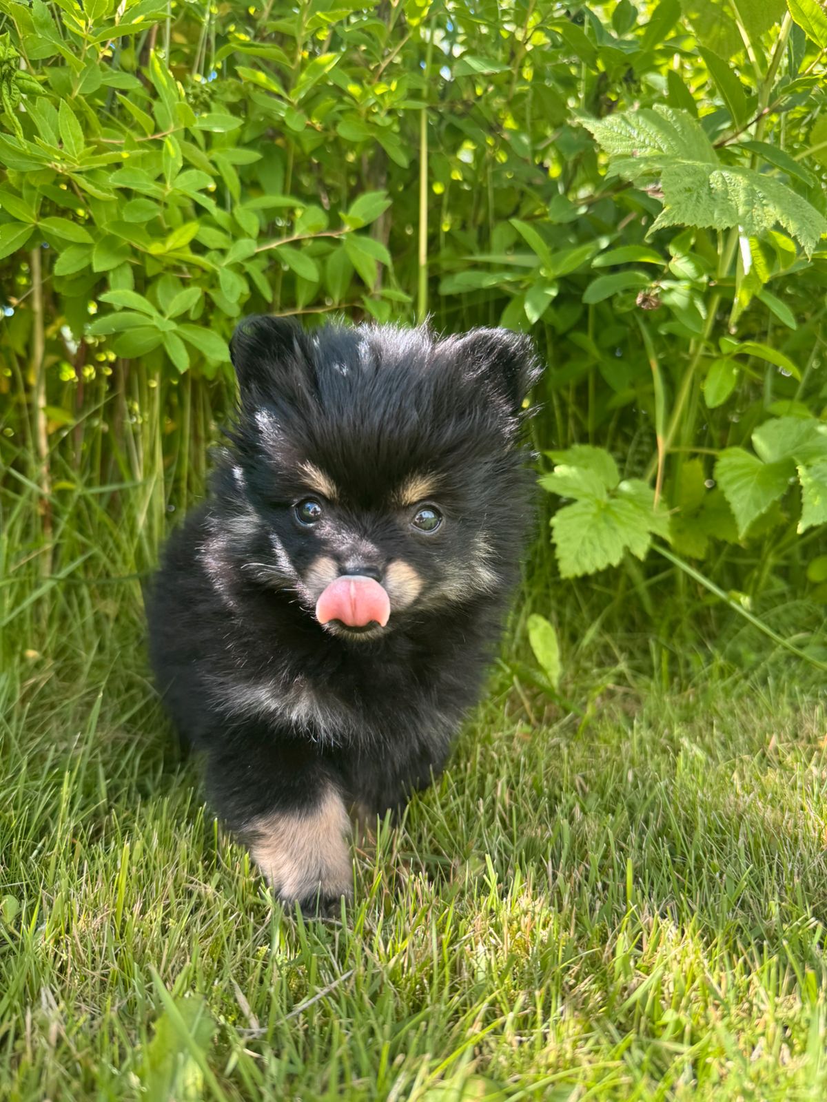 Pomeranian