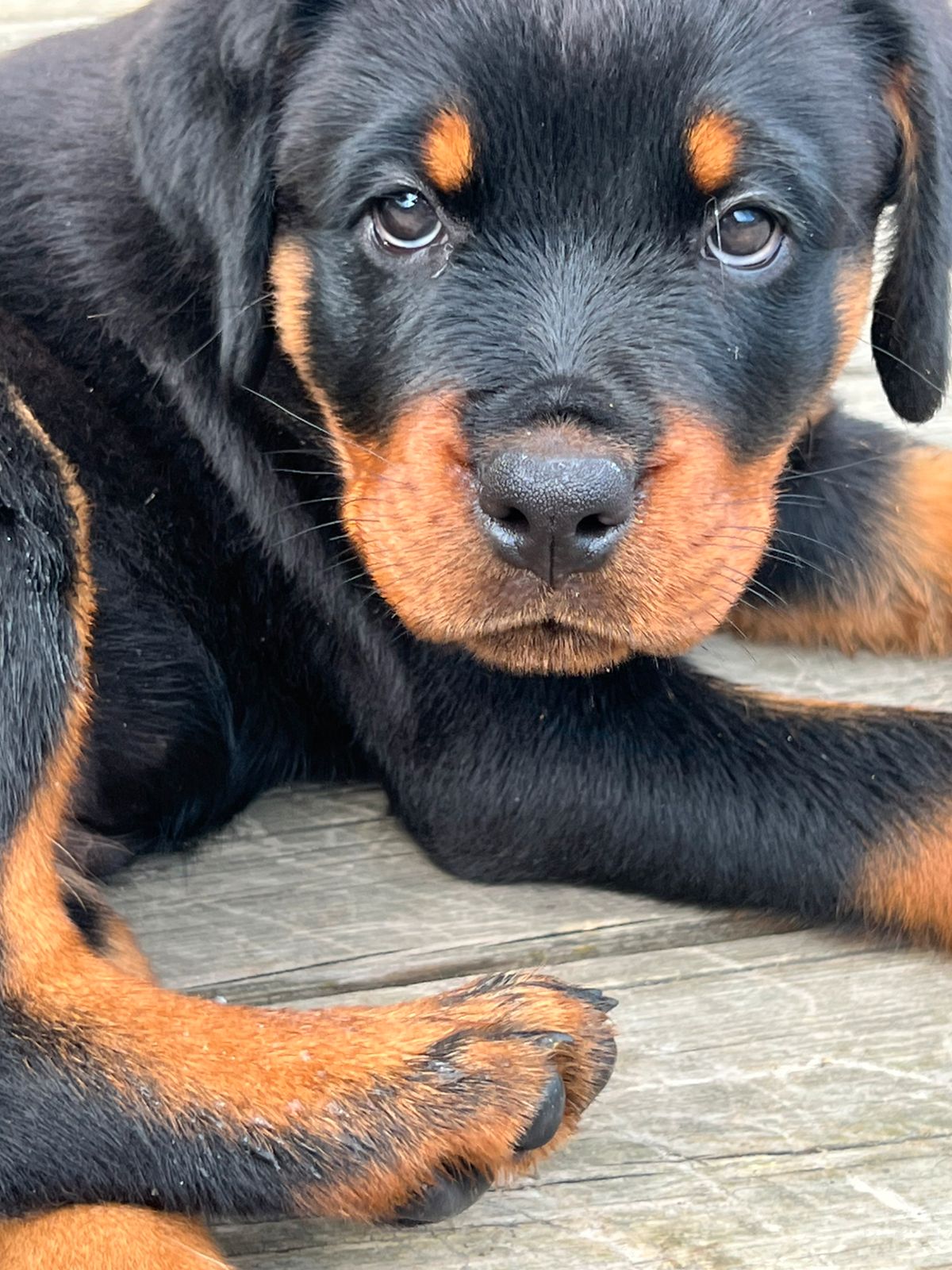 Rottweiler
