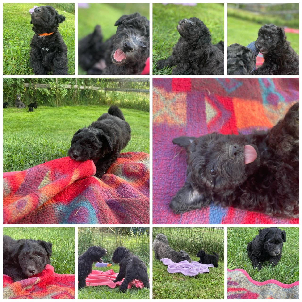 Pumi