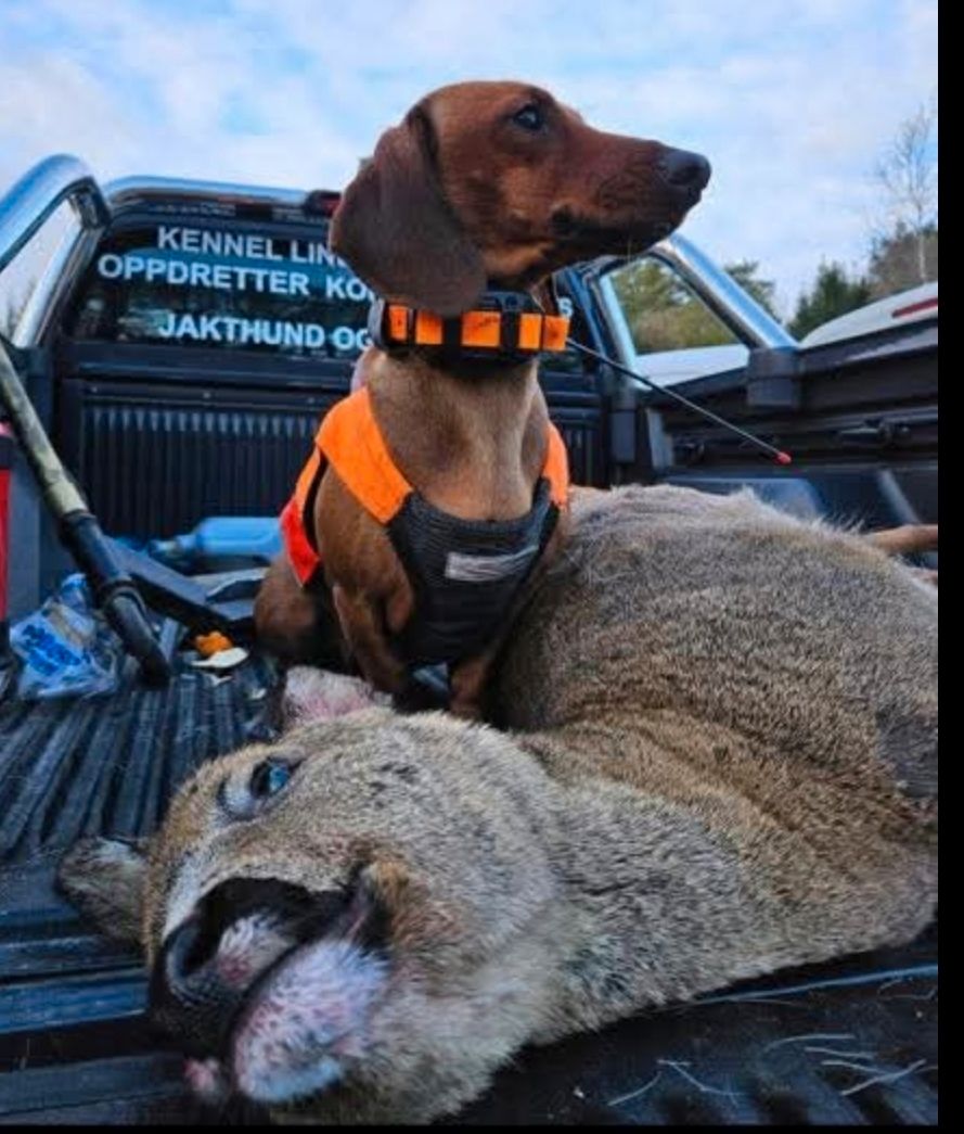 Dachshund korthåret
