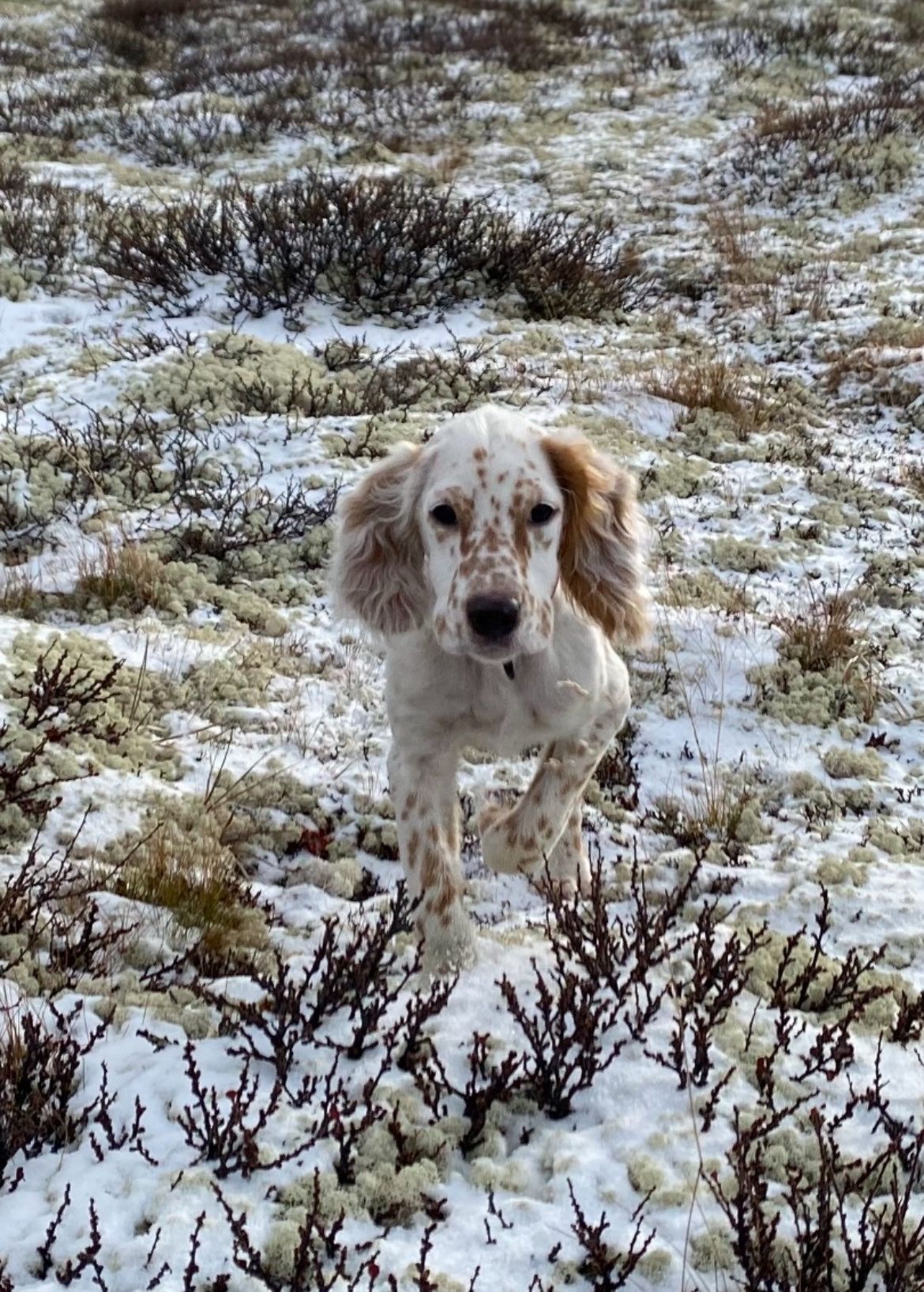 Engelsk setter