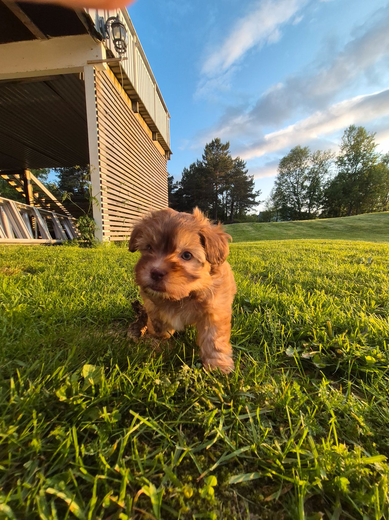 Bichon havanais