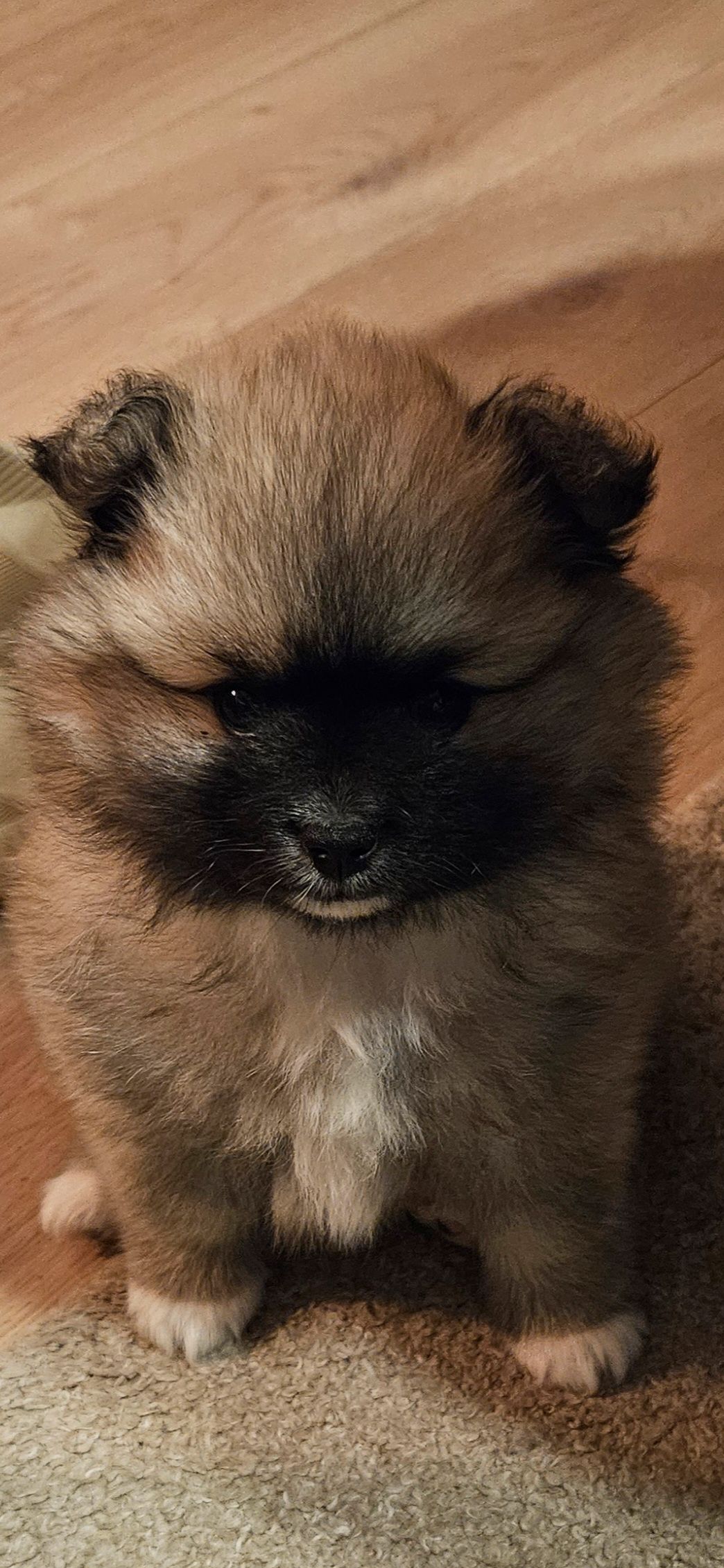 Kleinspitz