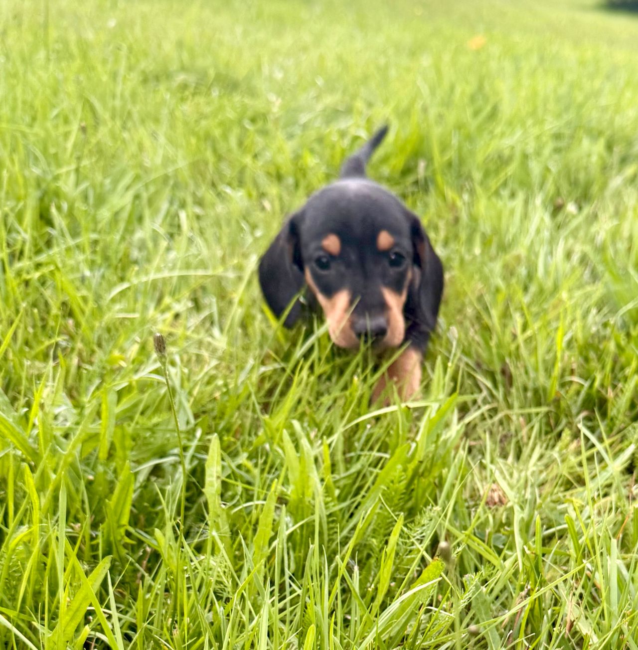 Dvergdachshund korthåret